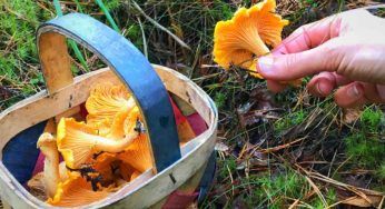 Funghi, non tutti ovviamente sono commestibili: un trucco per riconoscere quelli che si possono mangiare