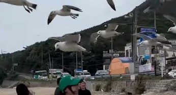 Gabbiani, se pensate che siano innocui vi sbagliate: guardate cosa accade a questa donna – VIDEO