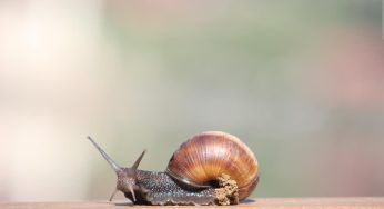Lumache, non sono tutte uguali quelle che trovi in giardino: le tre tipologie e le differenze