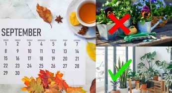 Piante, dopo l’estate in giardino o in balcone è tempo di rientrare in casa: come farlo nel modo giusto