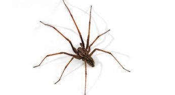 Hai trovato questo ragno e ti sei spaventato per le sue zampe lunghe: scopriamo se sia innocuo o no