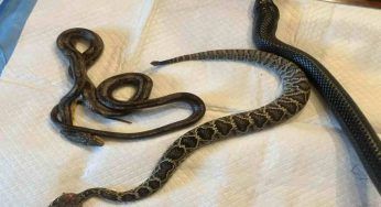 Un serpente indaco lungo un metro vomita un serpente a sonagli vivo – FOTO