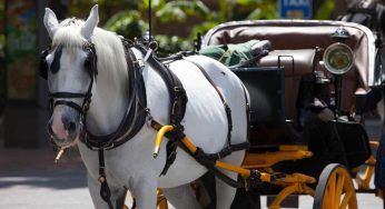 Addio (finalmente) alle carrozze con i cavalli: Bruxelles prima in europa a introdurre quelle elettriche
