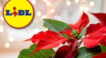 Non solo addobbi, rendi la tua casa unica con un tocco di verde: Lidl quasi te lo regala