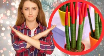 Sansevieria con le punte rosse, abbiamo sempre sbagliato a regalarla a Natale: non farlo mai