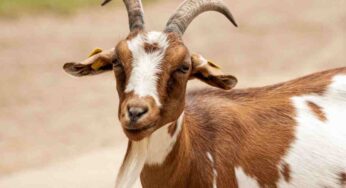 Hanno trovato il modo per salvare gli animali destinati al macello: li nascondono qui