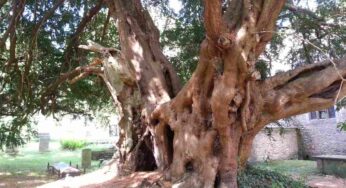 Lo chiamano “l’albero della morte”: c’è una cosa da sapere prima di coltivarlo