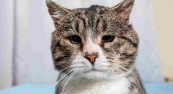 Gatto anziano, hai mai fatto caso che miagola più forte?