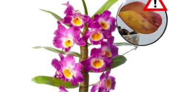 Orchidea, ho finalmente capito la causa delle foglie rugose e come risolvere il problema