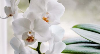 C’è un metodo per annaffiare le orchidee che fa la differenza: lo usano tanti giardinieri