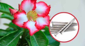 Rosa del deserto, il trucco dei chiodi per farla fiorire ovunque