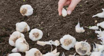 Piante, vuoi fare un miracolo? Metti nel vaso uno spicchio d’aglio e guarda cosa succede