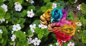 E’ considerata l’erba miracolosa per la memoria, ma cosa dobbiamo sapere della Bacopa?