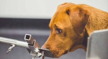 Questi cani riescono a fiutare il cancro intestinale: i risultati sono straordinari