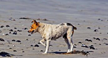 Il cane zoppica? Potrebbe essere colpa dello sperone: scopri cos’è e perché è importante verificarlo!
