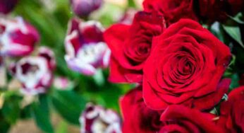 San Valentino, questi sono i fiori più regalati dagli innamorati: no, non solo rose rosse
