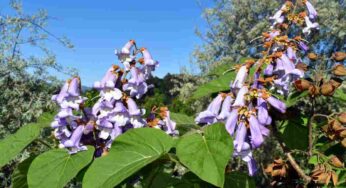Riforestazione, la missione Paulownia è la soluzione per far ripartire l’economia
