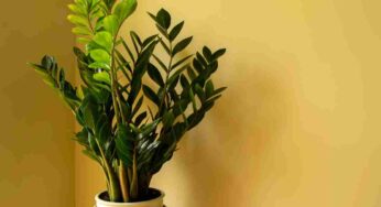 Quanto conosci la Pianta di Padre Pio? Sai che puoi coltivarla anche in casa? Si fa così