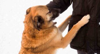 Come Hachiko: il padrone muore, lui va tutti i giorni nel suo bar preferito. Una storia tutta italiana