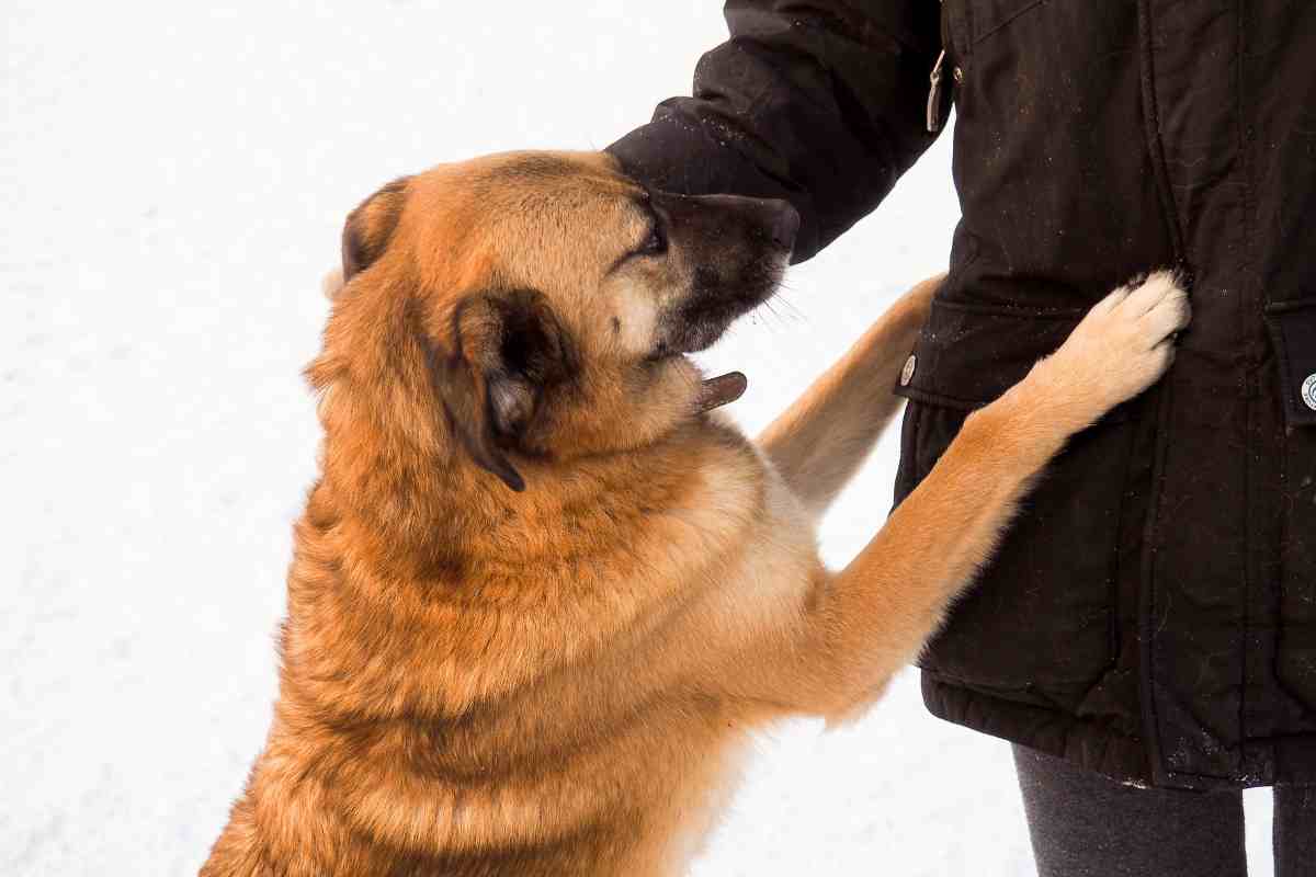 un cane sale addosso al suo proprietario