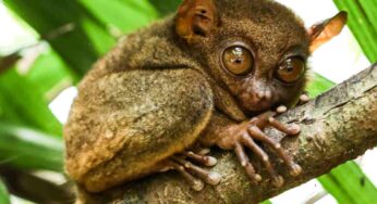 Animali stravaganti: le dieci specie più strane al mondo