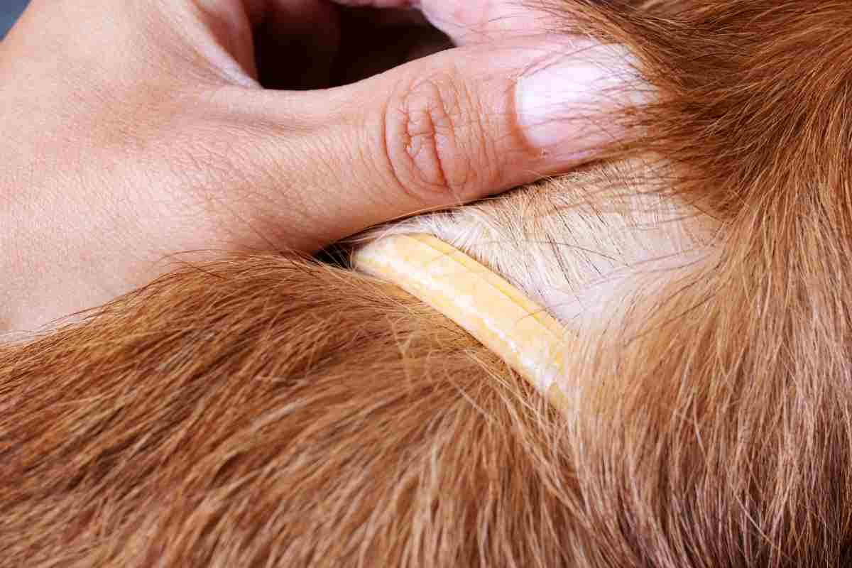 una mano controlla un collare su un cane