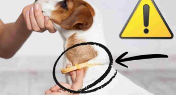 Collare antipulci, effetti collaterali sui cani: i dati sono sconcertanti