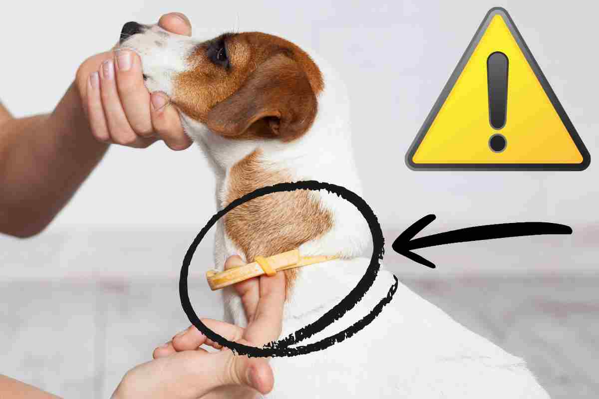Collare antipulci, effetti collaterali sui cani