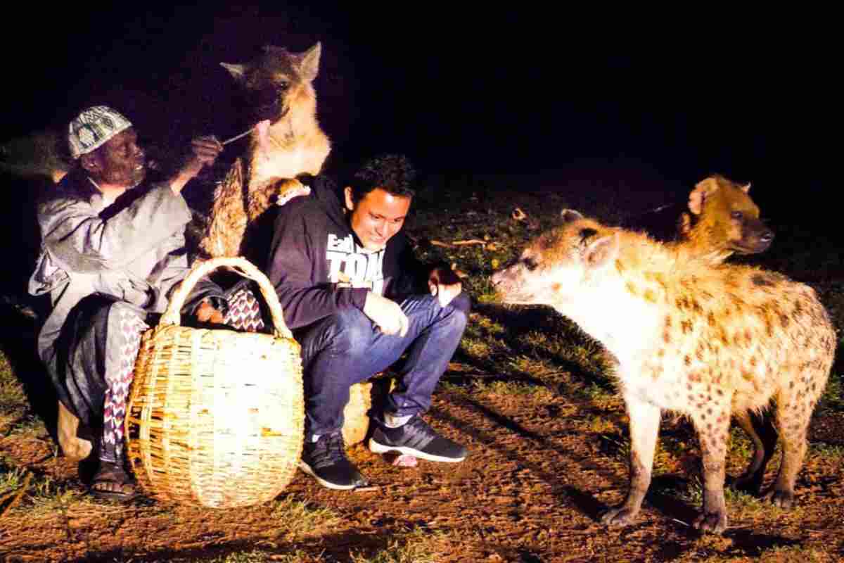 persone danno da mangiare alle iene