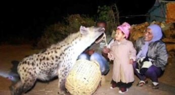 I migliori amici dell’uomo: sono le iene, avviene in un posto davvero magico