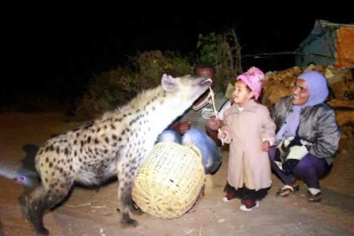 bambina dà da mangiare a una iena