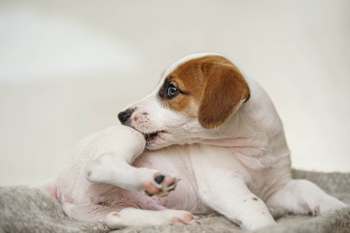 cane che si mordicchia