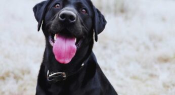 Quando l’amore per un animale supera ogni paura