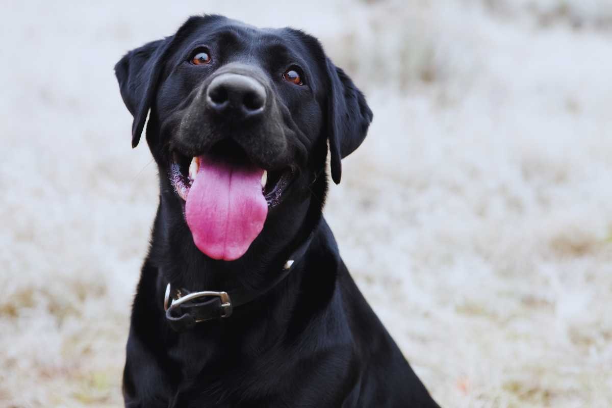 cane labrador nero con la lingua di fuori