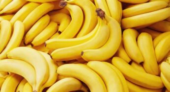 Banane, non sono (solo) frutti: la verità botanica che pochi conoscono