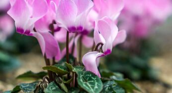 Perché il ciclamino si affloscia all’improvviso e cosa puoi fare davvero per salvarlo prima che sia troppo tardi