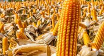 L’Italia può davvero dire no agli OGM: la sentenza europea che cambia le regole sulla coltivazione e rafforza la sovranità alimentare