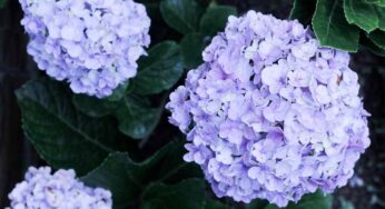 Ortensie sane ma senza fiori? L’errore di potatura che le blocca