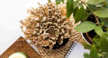 La pianta che “torna in vita” con l’acqua: cos’è e come si coltiva la pianta della resurrezione