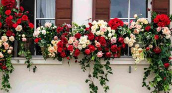 Freddo improvviso e balconi in fiore: come salvare le piante in poche mosse