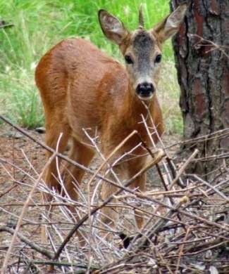 Animali Nel Mondo I Piu Strani E Rari Per Ogni Continente Ecoo It