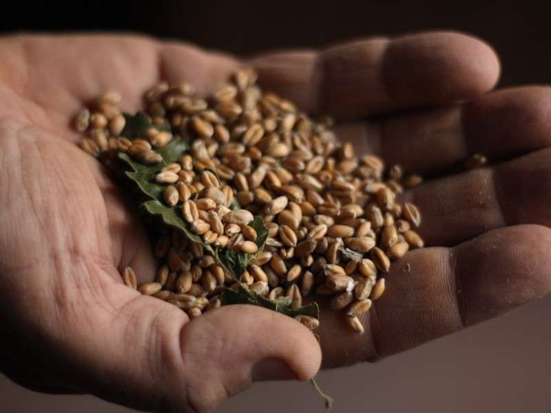 Grani antichi quali sono, le proprietà ed i benefici Ecoo.it