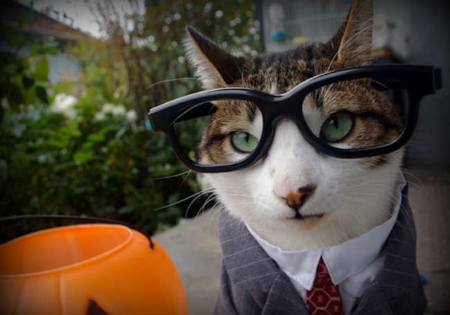 Costumi Di Halloween Per Gatti I Piu Divertenti E Originali Foto Ecoo It