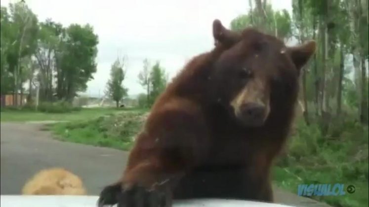 Attacchi Di Animali Feroci All Uomo Video